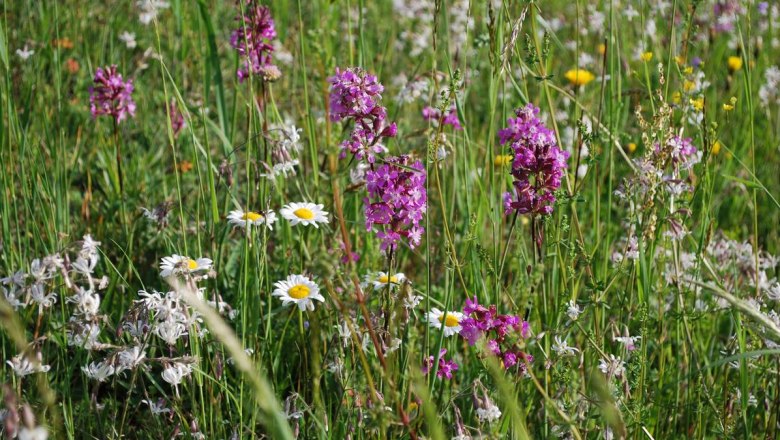Bienenweide, © Barbara Derntl Bienenweide, © Barbara Derntl