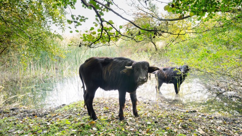 Die Hauswasserbüffel-Weibchen erkunden den Naturpark, © Daniel Zupanc Die Hauswasserbüffel-Weibchen erkunden den Naturpark, © Daniel Zupanc