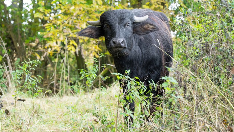 Historische Beweider kehren ins Waldviertel zurück, © Daniel Zupanc Historische Beweider kehren ins Waldviertel zurück, © Daniel Zupanc