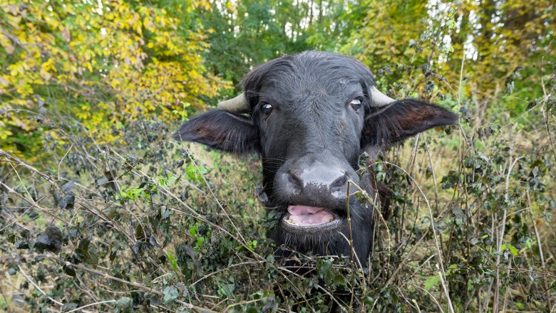 Schönbrunner Tiere übersiedeln ins Weinviertel, © Daniel Zupanc Schönbrunner Tiere übersiedeln ins Weinviertel, © Daniel Zupanc
