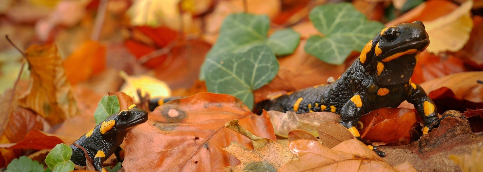 Feuersalamander, © Naturparke Niederösterreich/Sabine Mayer Feuersalamander, © Naturparke Niederösterreich/Sabine Mayer