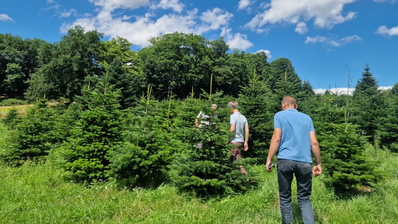 Die Versuchsfläche im Naturpark, © npj Die Versuchsfläche im Naturpark, © npj