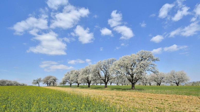 Streuobstwiese, © Herfried Marek Streuobstwiese, © Herfried Marek