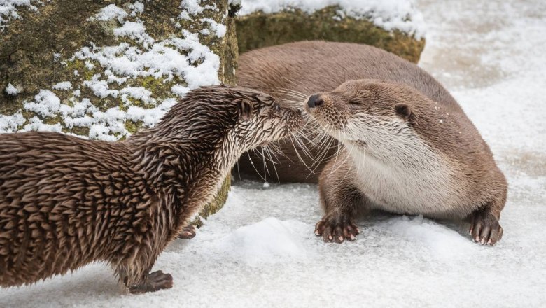 Fischotter im Naturpark Hochmoor Schrems, © Alexander Aigner Fischotter im Naturpark Hochmoor Schrems, © Alexander Aigner