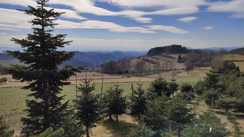 Bestehende Christbaumkultur im Naturpark, © npj Bestehende Christbaumkultur im Naturpark, © npj