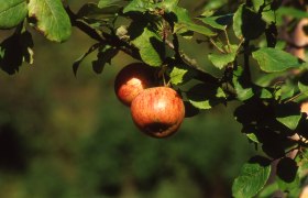 Apfelbaum Naturpark Eisenwurzen, © Ferdinand Berginc