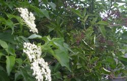 Schwarzer Holler mit Früchten und Blüten 