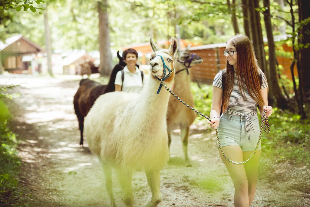 Mit Lamas und Alpakas auf Sommer Tour