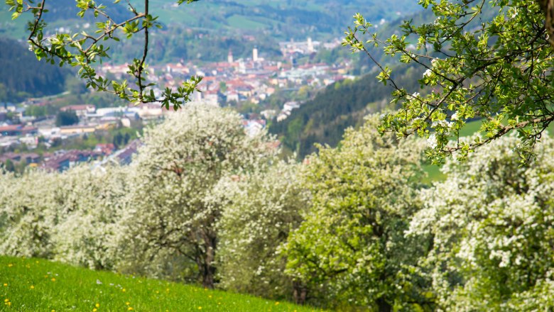 Obstbaumblüte, © Stadt Waidhofen an der Ybbs