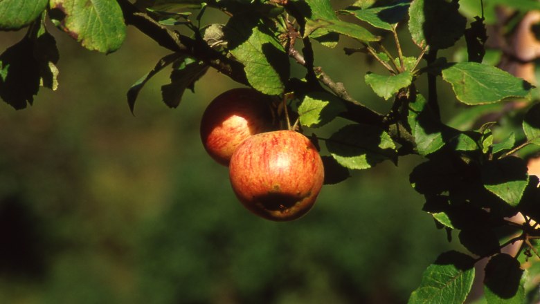 Apfelbaum Naturpark Eisenwurzen, © Ferdinand Berginc