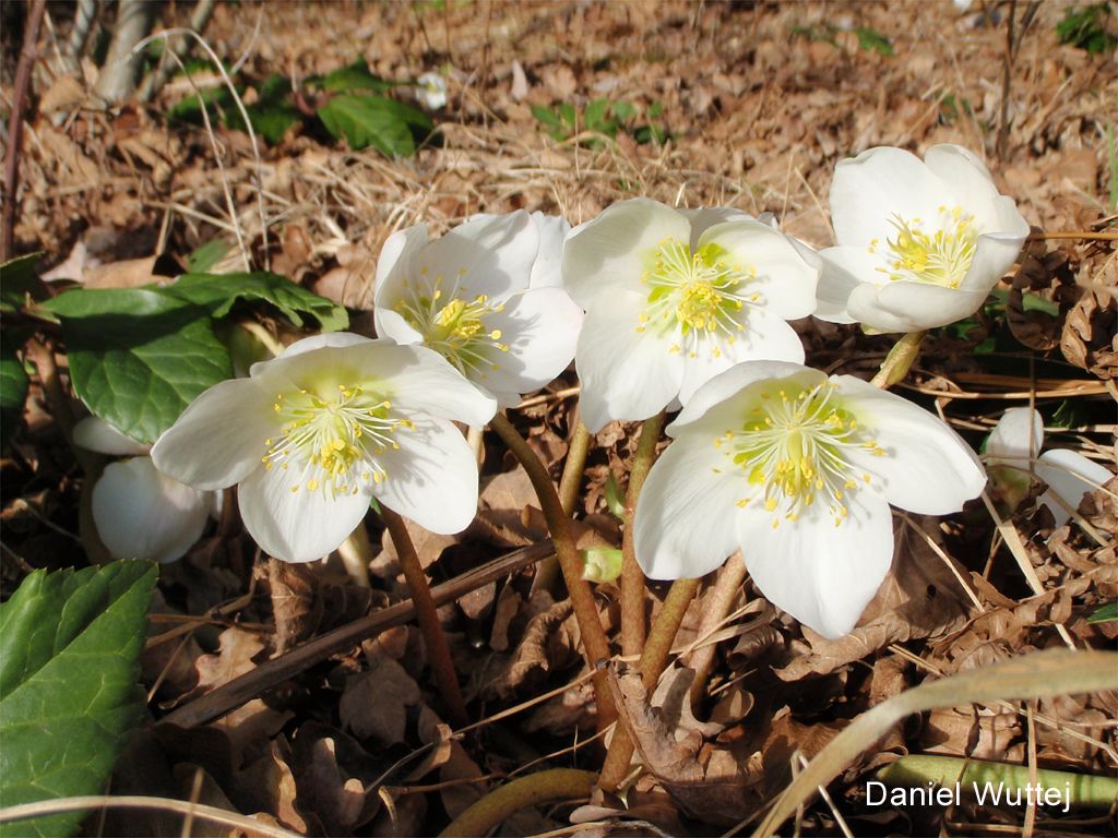 Schneerosen im Laub von der Sonne beschienen
