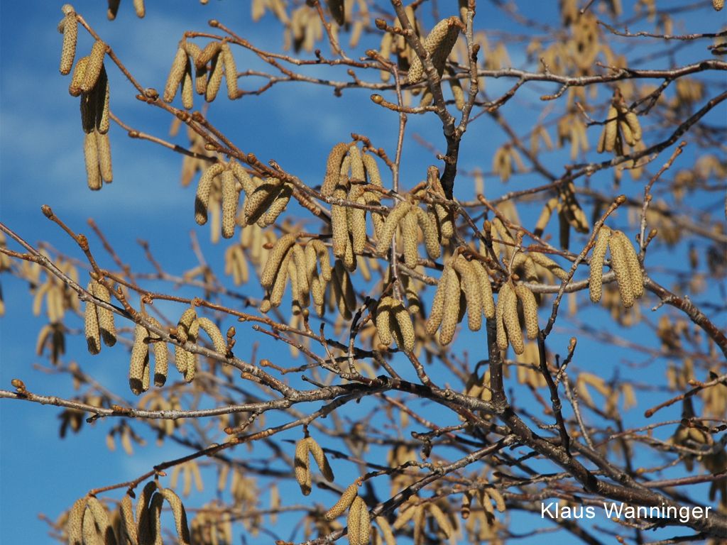 Blühende Haselnuss vor blauem Himmel
