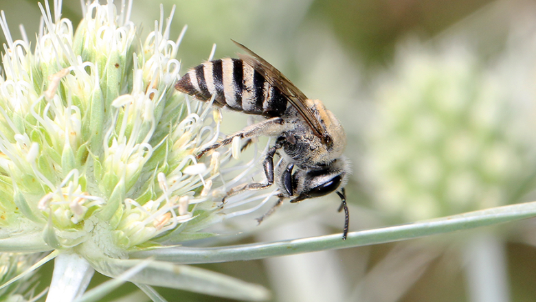 Mannstreu-Seidenbiene_female, © Sylvia Wanzenböck_klein