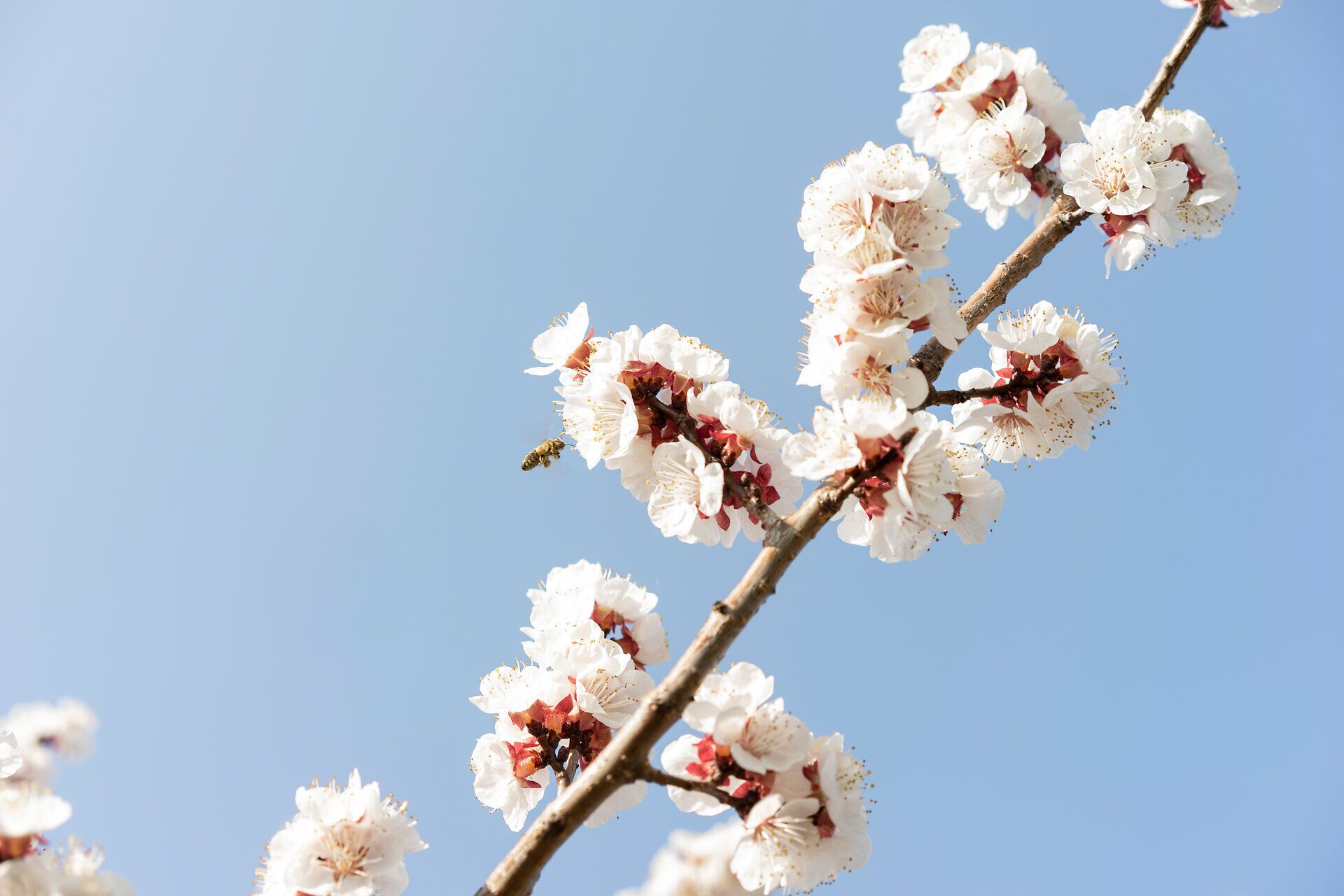 Die zarten Blüten der Marillenbäume erstrahlen im Frühling und verleihen der Landschaft eine zauberhafte Atmosphäre. Inmitten des blühenden Obstgartens summen die Bienen geschäftig und tragen zur Fruchtbarkeit der Region bei. Ein Spaziergang durch diese blühende Idylle verspricht unvergessliche Momente und eine tiefe Verbundenheit mit der Natur.