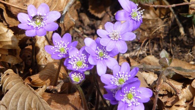 Leberblümchen, © Klaus Wanninger