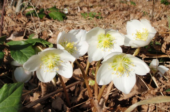 Schneerose, © Daniel Wuttej