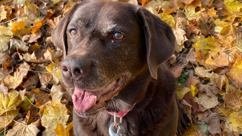 Herbstwanderung mit Hund, © Silvia Osterkorn