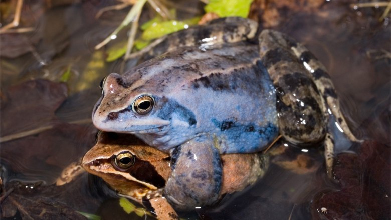 Moorfroschpärchen in den Waldviertler Naturparken, © Simlinger