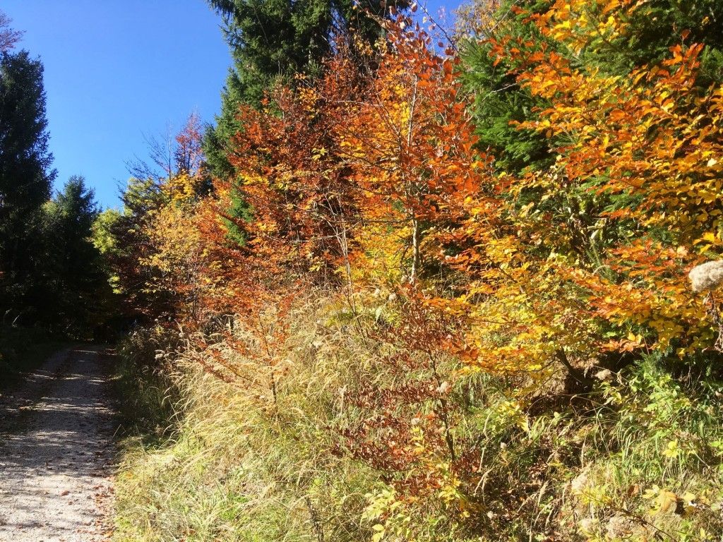 Herbst im Naturpark Hohe Wand 