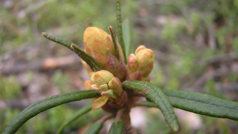 Sumpfporst, &copy; Klaus Wanninger