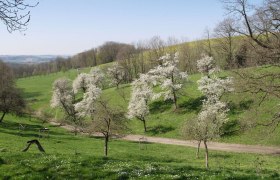 Streuobstwiese im Naturpark Obst-Hügelland, © Naturpark-Obst-Huegel-Land-Silber