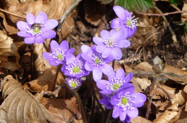 Leberblümchen, © Klaus Wanninger