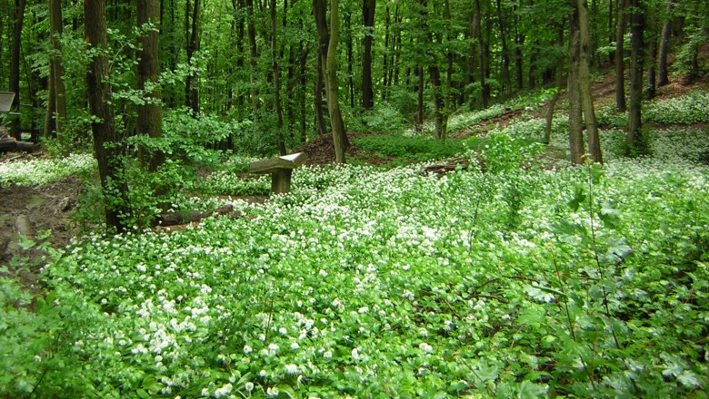 Bärlauchblüte im Naturpark Purkersdorf, © Naturparke Niederösterreich/POV