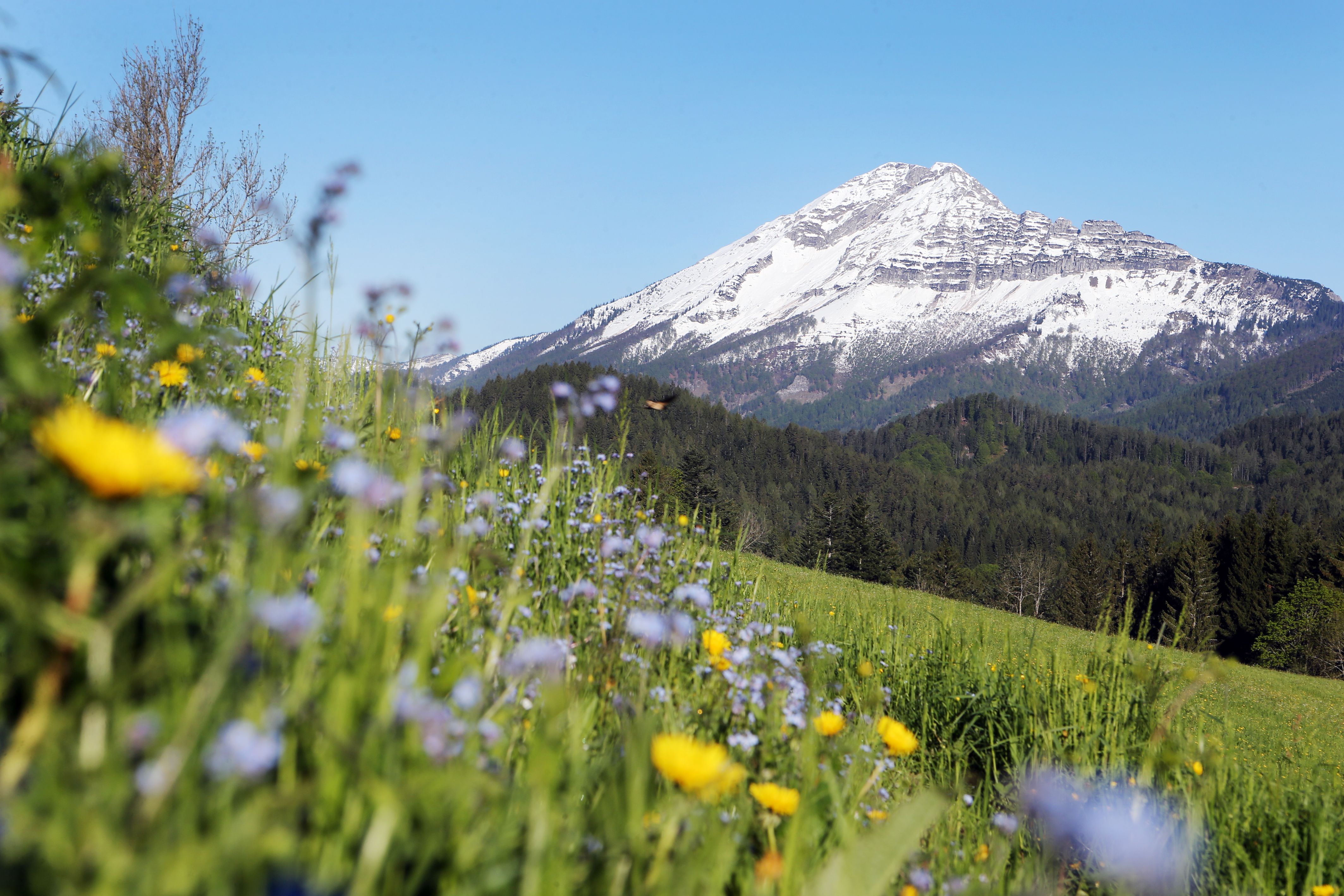 Ötscher mit Blumenwiese im Vordergrund