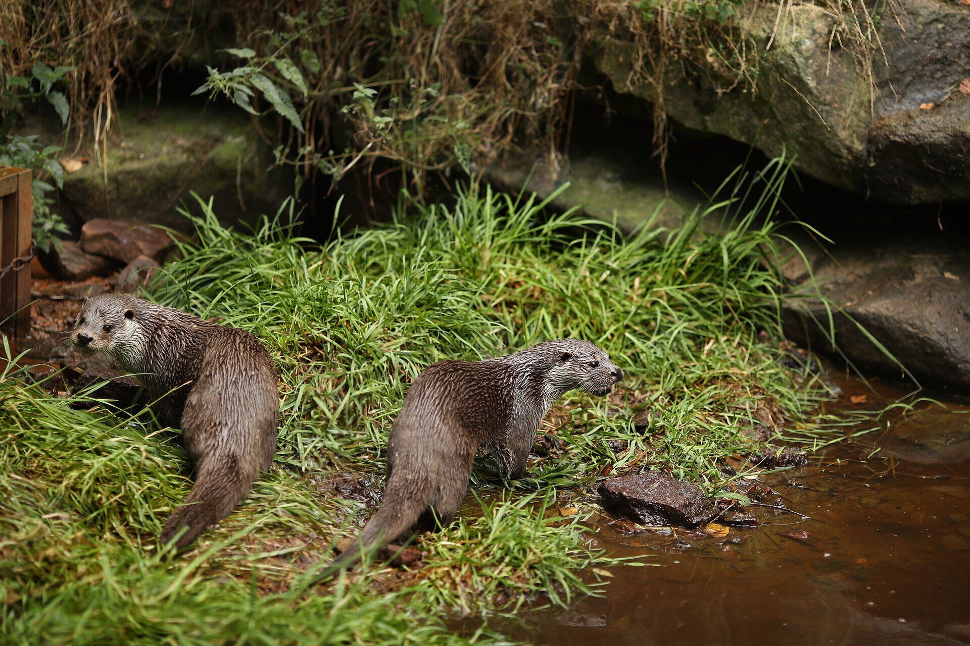 Zwei Fischotter in ihrem Gehege im Naturparkzentrum UnterWasserReich.