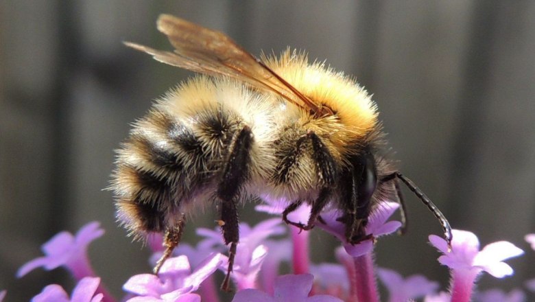 Ackerhummel, © Orangeaurochs - Flickr.com