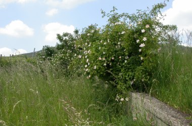 Blüte der Hundsrose, © Klaus Wanninger