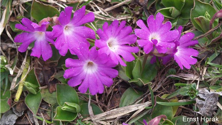 Clusiusprimel, &copy; Ernst Horak