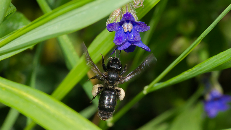 Ochsenzungensandbiene_Weibchen, © Philipp Meyer