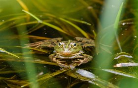 Frosch im Wasser, © Ledwinka/Naturpark Dobersberg