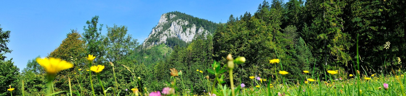 Flower meadow Falkenstein Nature Park , © Naturparke Niederösterreich/POV