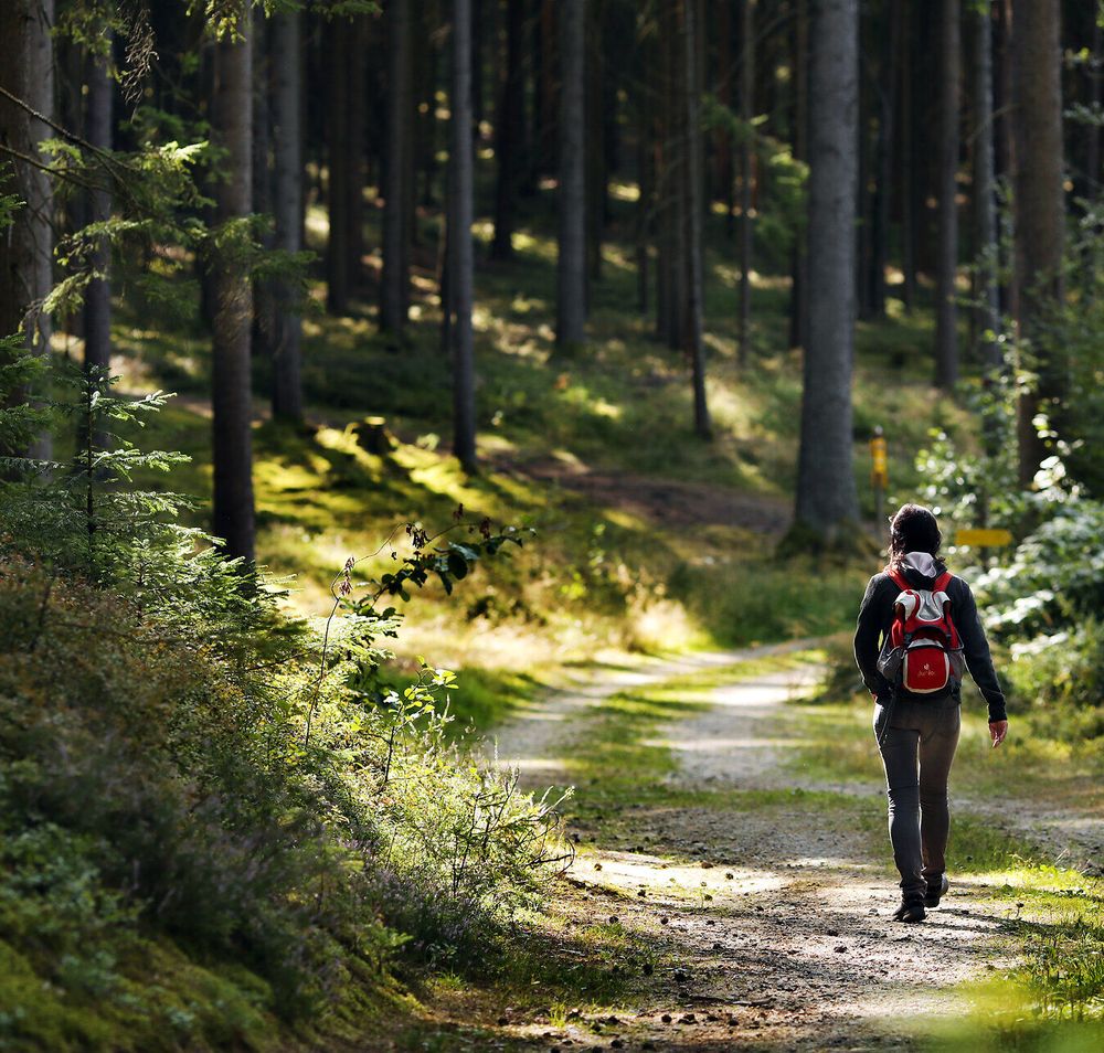 Eine Frau wandert entlang einer Schotterstraße im Wald im Naturpark Heidenreichstein.