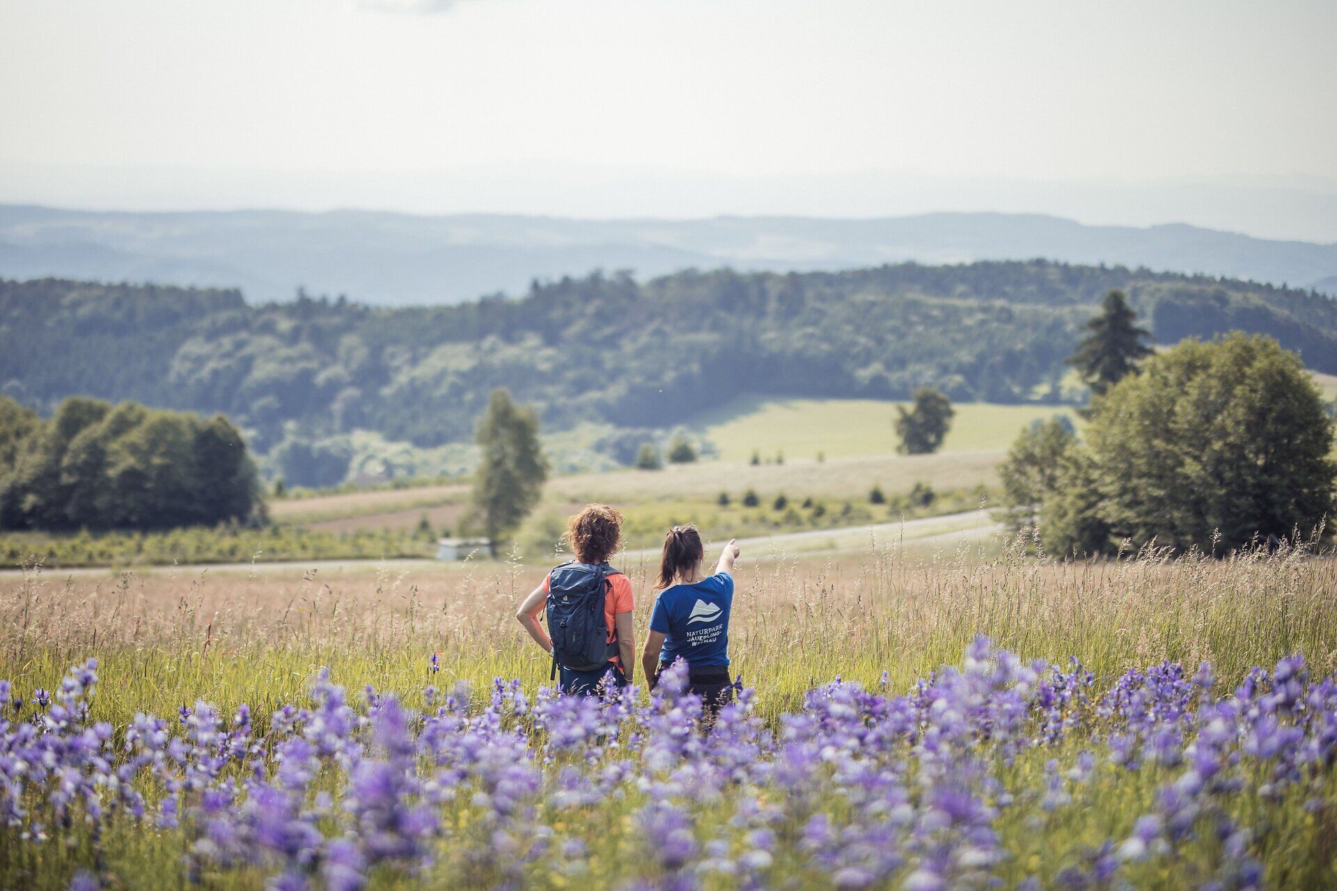 Inmitten der sanften Hügel und blühenden Wiesen genießen Wanderer die atemberaubende Aussicht auf die umliegende Landschaft. Die violetten Blüten der Wildblumen verleihen der Szenerie einen Hauch von Magie und laden dazu ein, die Ruhe der Natur zu erleben.