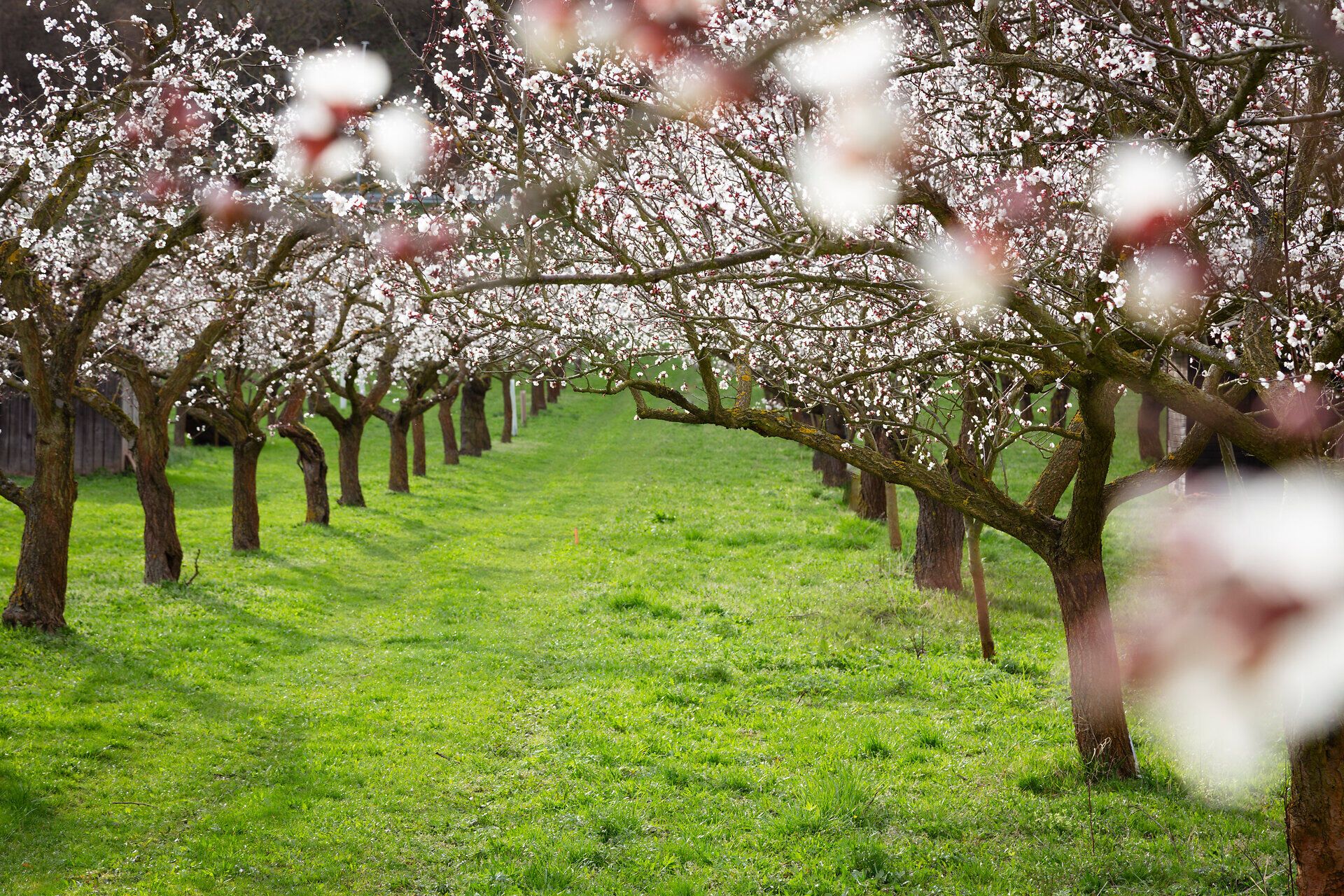 Blühende Marillenbäume im grünen Garten