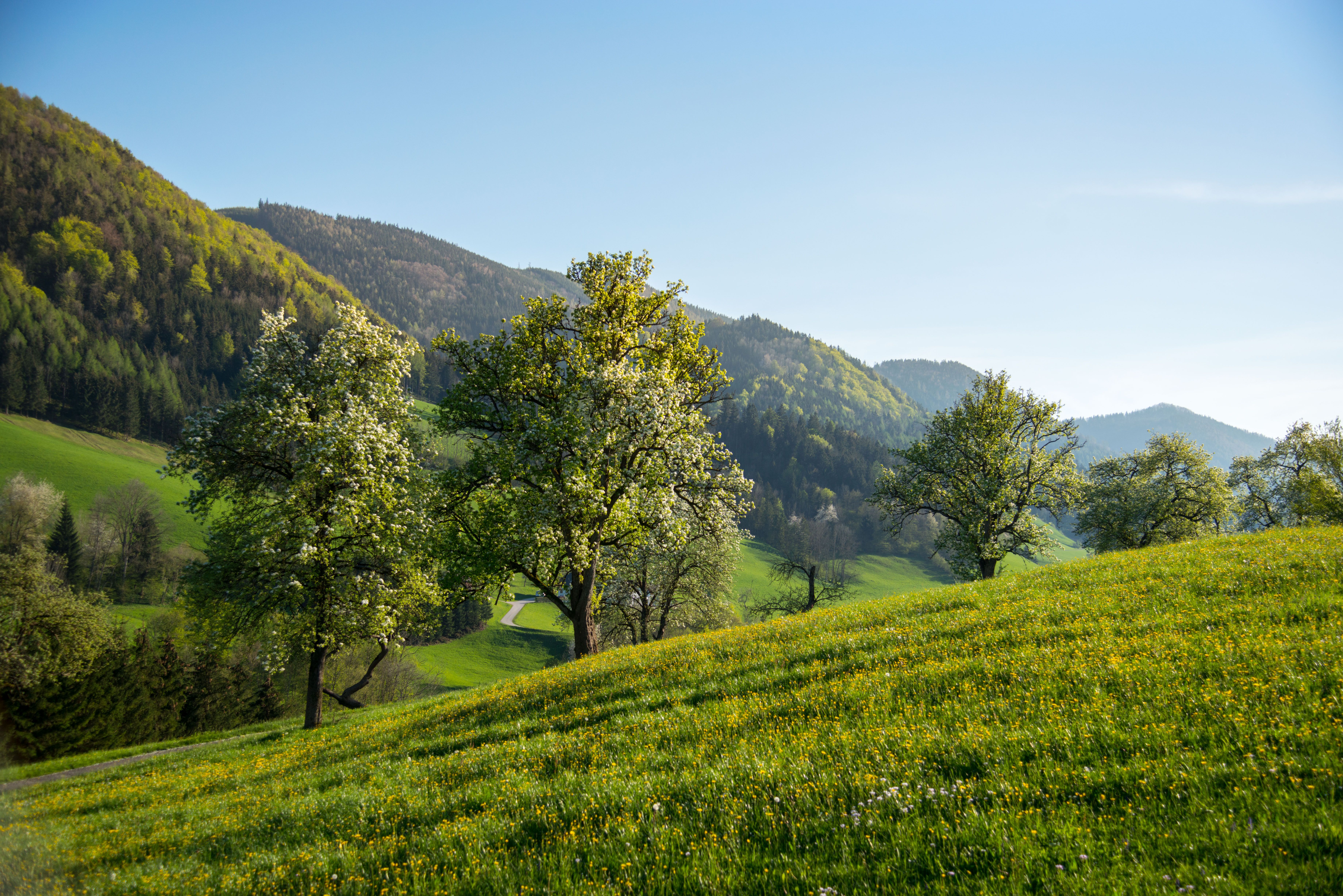 Birnbaumblüte im Naturpark Ybbstal