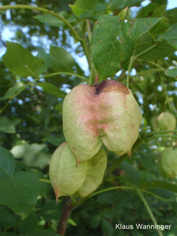 Früchte der Pimpernuss