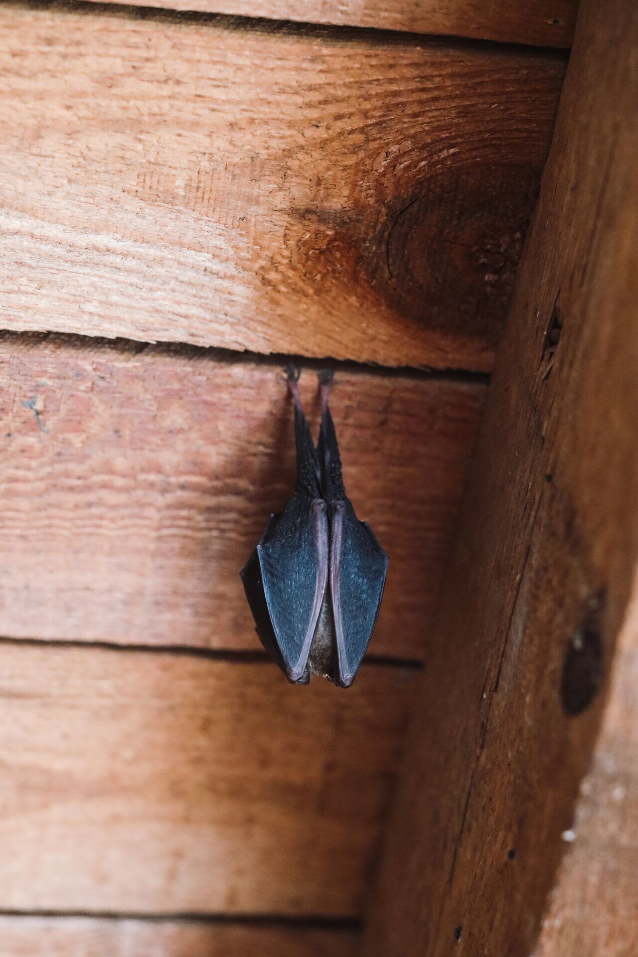 Eine Fledermaus hängt an einer Holzwand bei der Ruine Schauenstein im Waldviertel – ein besonderer Naturmoment an einem historischen Ausflugsziel in Niederösterreich.