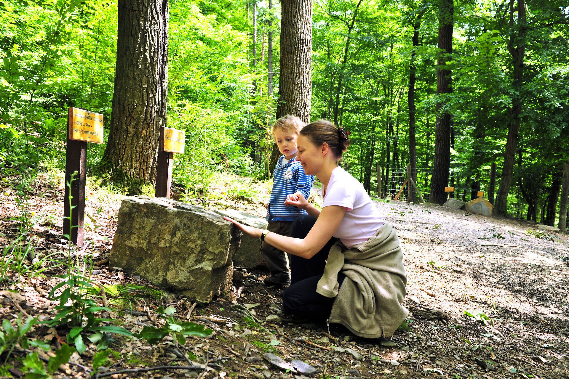 Inmitten des üppigen Grüns des Naturparks Purkersdorf-Sandstein erkunden ein Kind und eine Begleitperson neugierig die Natur. Die sanften Sonnenstrahlen durchdringen das Blätterdach und schaffen eine einladende Atmosphäre, die zum Verweilen und Entdecken einlädt.