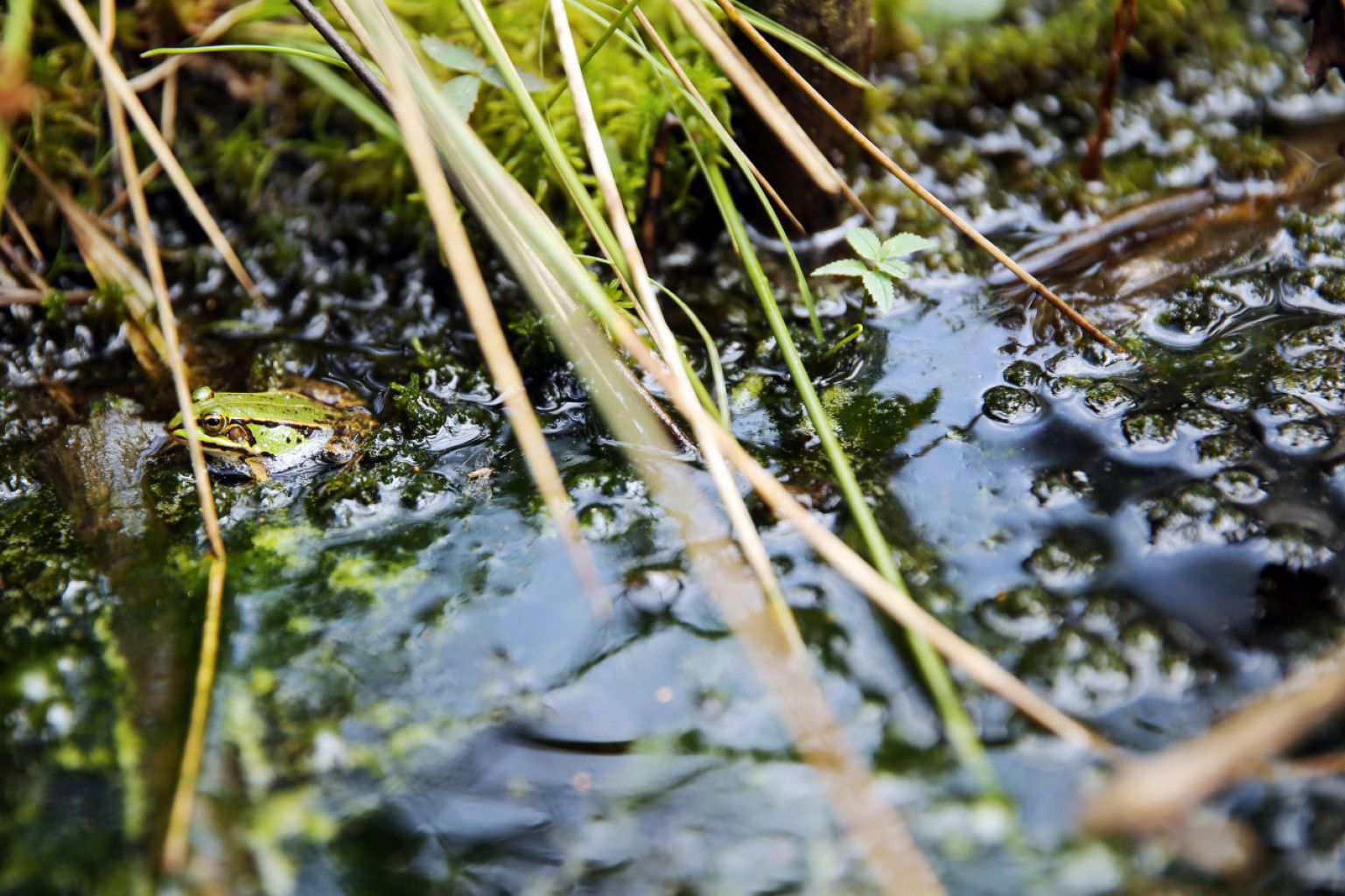 Lebensraum Moor