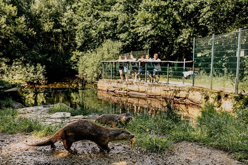 Fischotter im UnterWasserReich bei der Fütterung