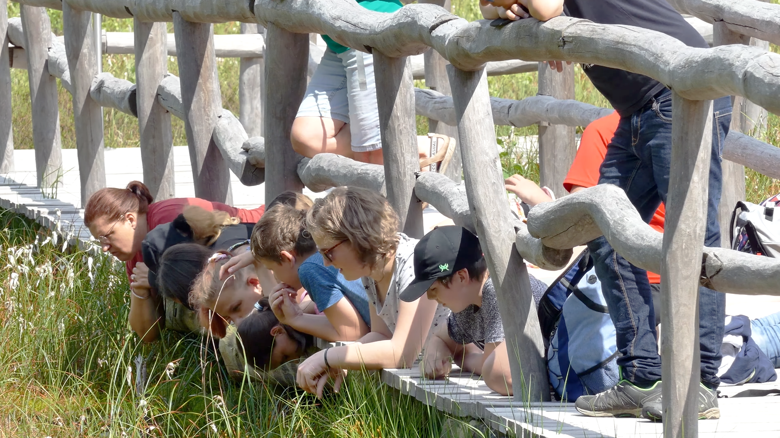 Kinder liegen auf einer Holzplattform und betrachten die Mooroberfläche aus der Nähe