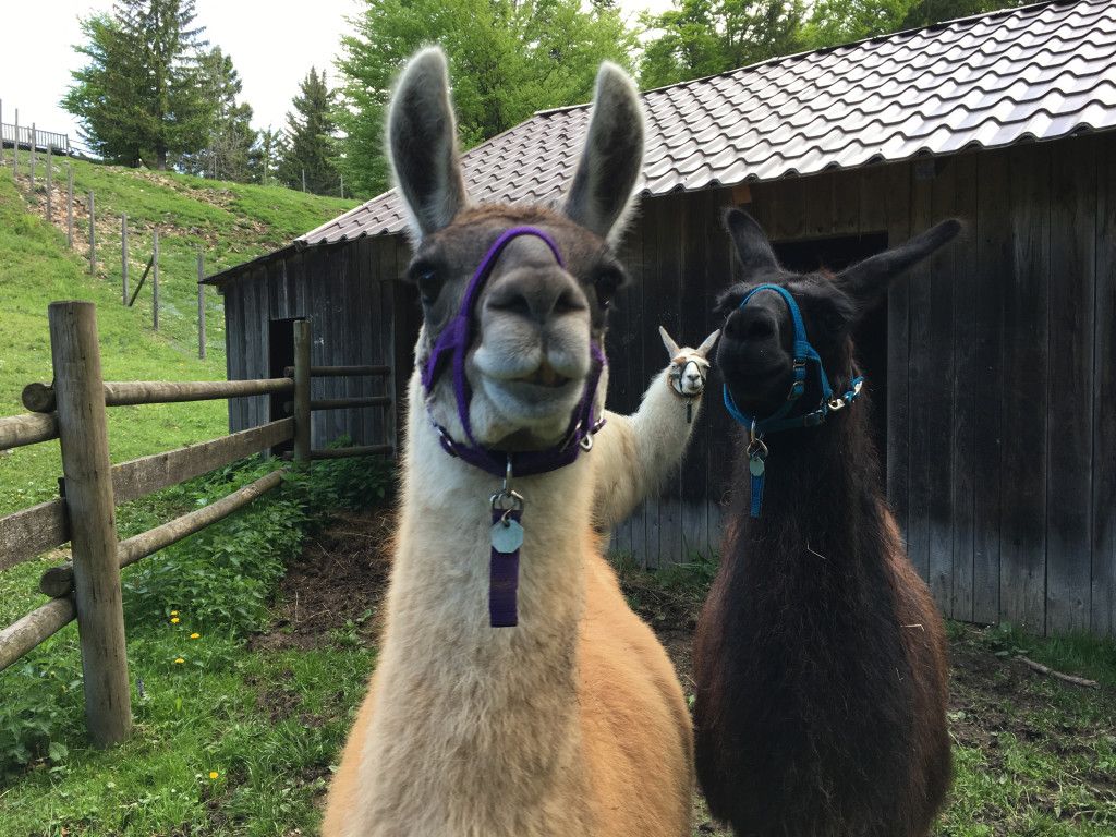 Lamas Naturpark Hohe Wand 
