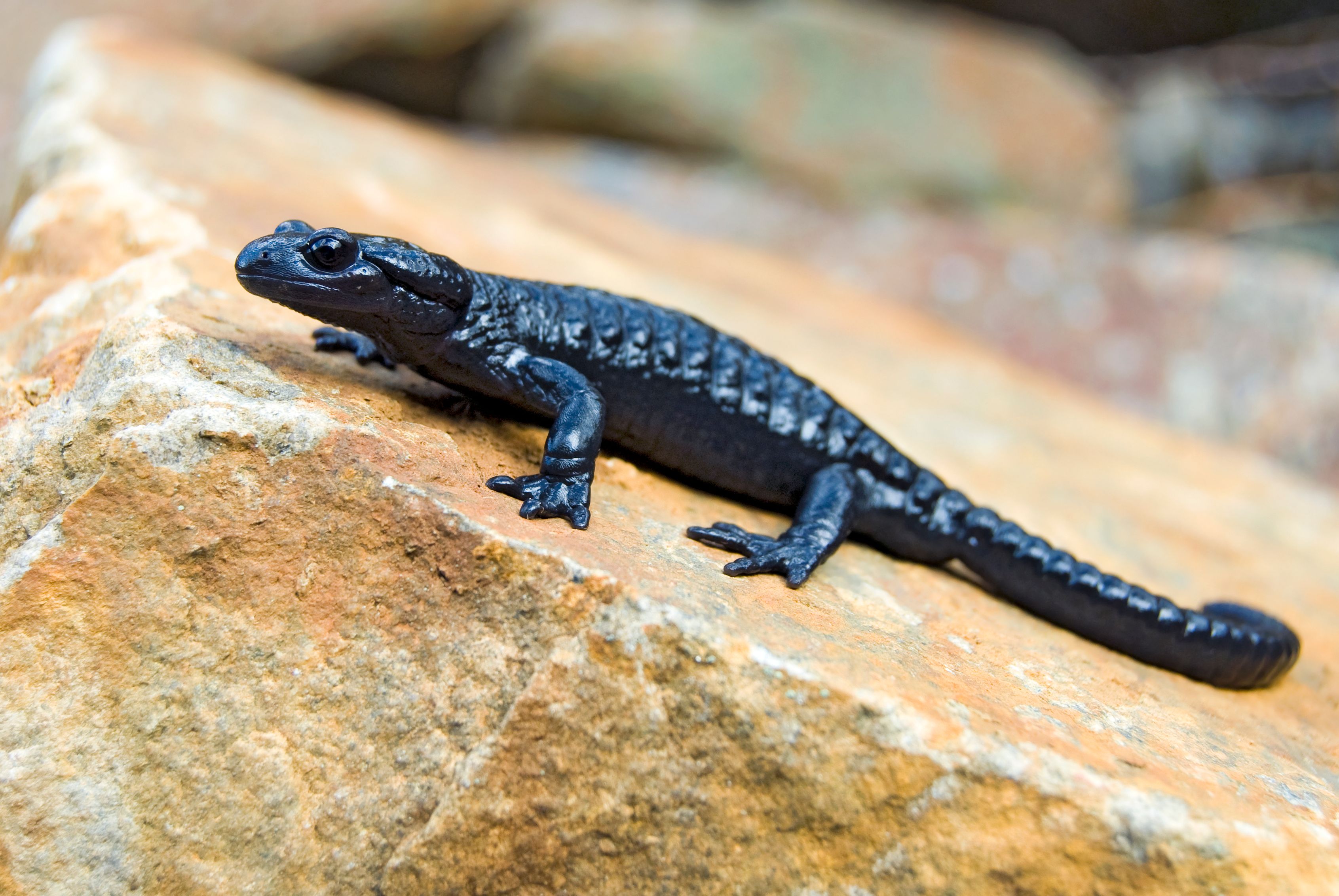 Ein Alpensalamander auf einem Stein