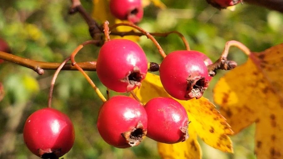 Herbstfrüchte