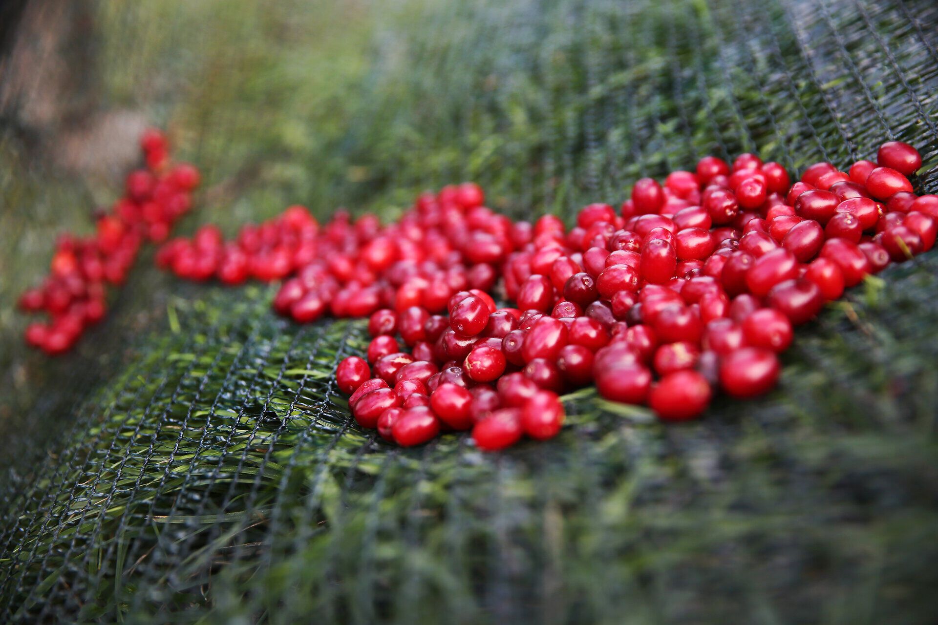 Im malerischen Dirndltal erstrahlen die leuchtend roten Dirndlblüten im warmen Herbstlicht. Die sanften Hügel und die frische Luft laden zu einem entspannenden Spaziergang ein, während die Natur in voller Pracht erblüht.