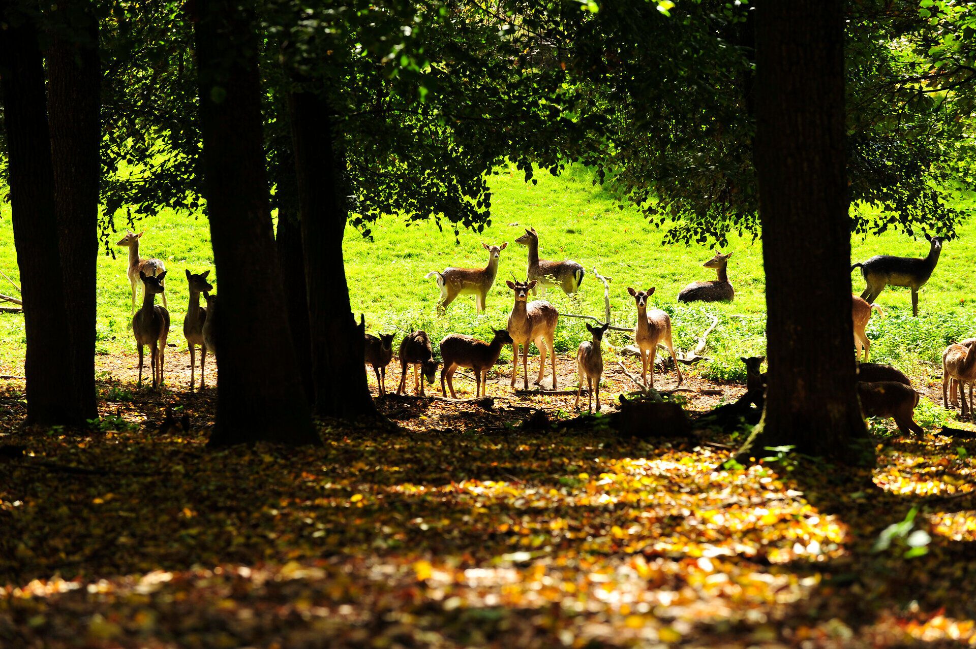 In der sanften Lichtung des Naturparks Geras grasen friedlich die Rehe, umgeben von majestätischen Bäumen und saftigem Grün. Die ruhige Atmosphäre lädt dazu ein, die Schönheit der Natur zu genießen und die Seele baumeln zu lassen.